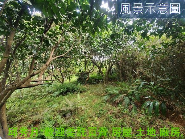 新北三芝農地-11