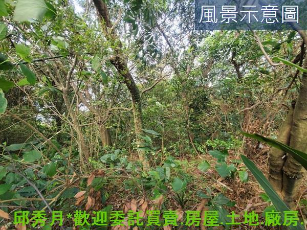 新北三芝農地-3
