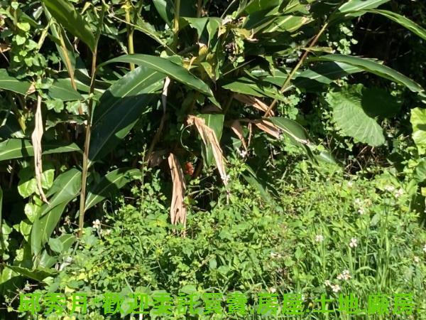 新北三芝都市計畫內-3