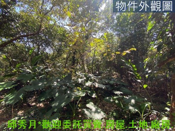 新北淡水農地-9