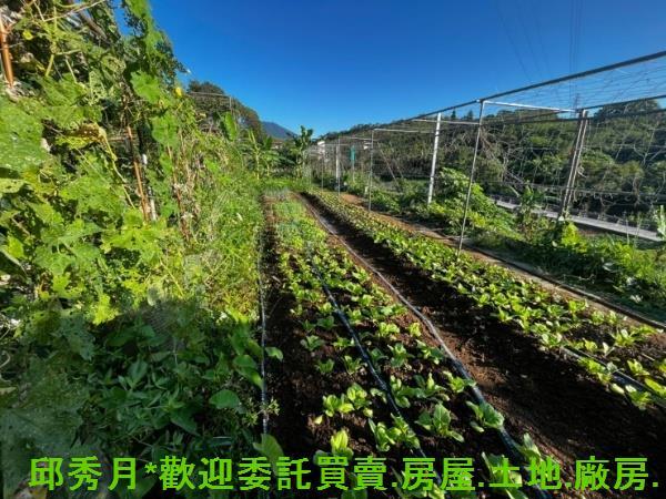 淡水農地-3