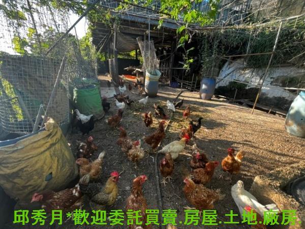 淡水農地-4