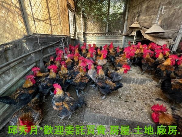 淡水農地-6