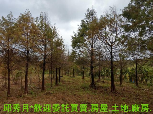 新北淡水農地-6