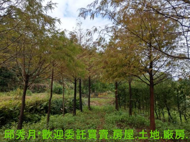 新北淡水農地-8