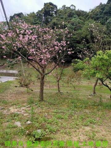 石門農地-4