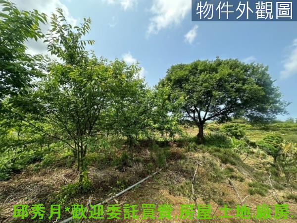 新北淡水農地-3