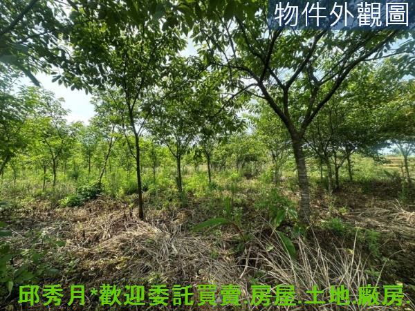 新北淡水農地-5