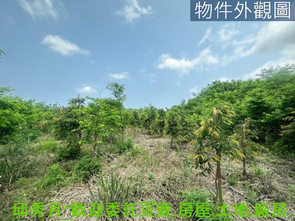 新北淡水農地-7