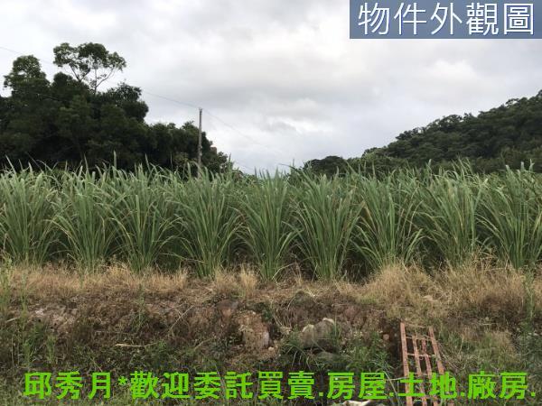 新北淡水農地-8