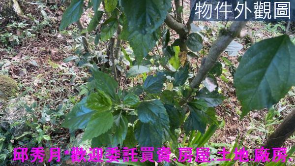 三芝農地-6